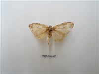 藏品(波斑毒蛾)的圖片